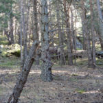 Feixes del Bosc de la Mollera